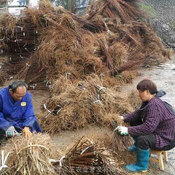 神仙豆腐樹苗基地批發兩年生樹葉豆腐樹豆腐柴苗觀音樹